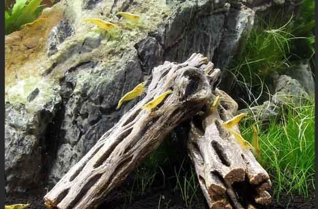 Driftwood
