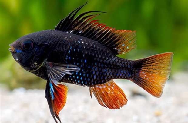 Mikrogeophagus Ramirezi - Negro