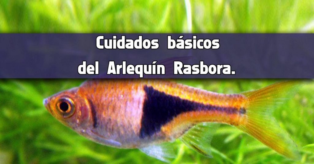 Cuidados básicos del pez Arlequín Rasbora.