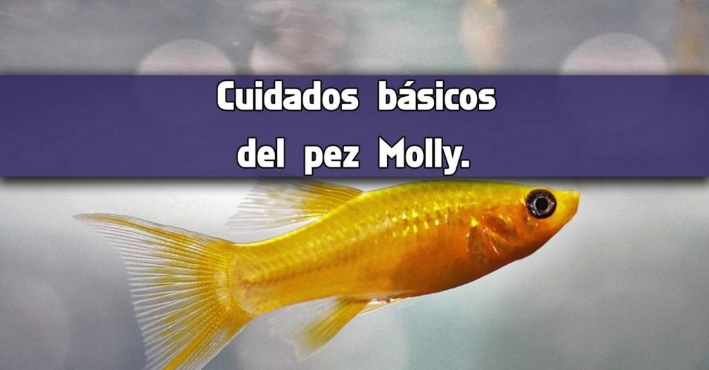 Cuidados básicos del pez Molly.