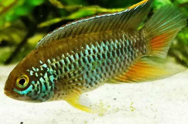 Nannacara Anomala