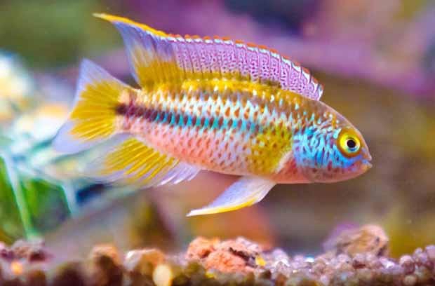 Nanacara anomala