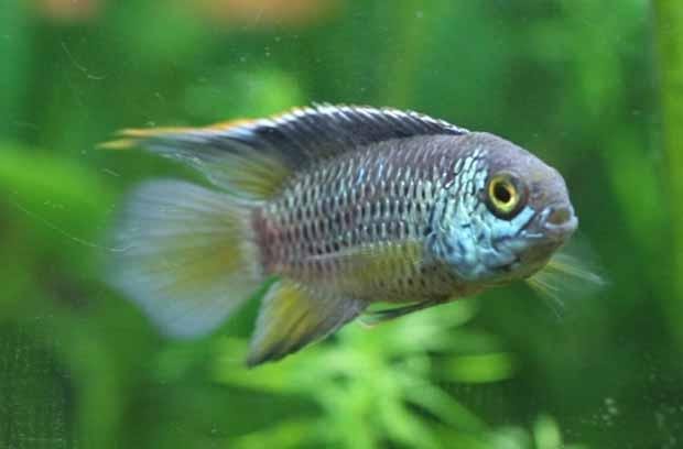 Enano de ojos dorados