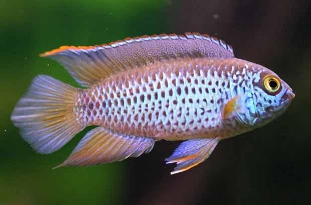 Nannacara Anomala - Macho