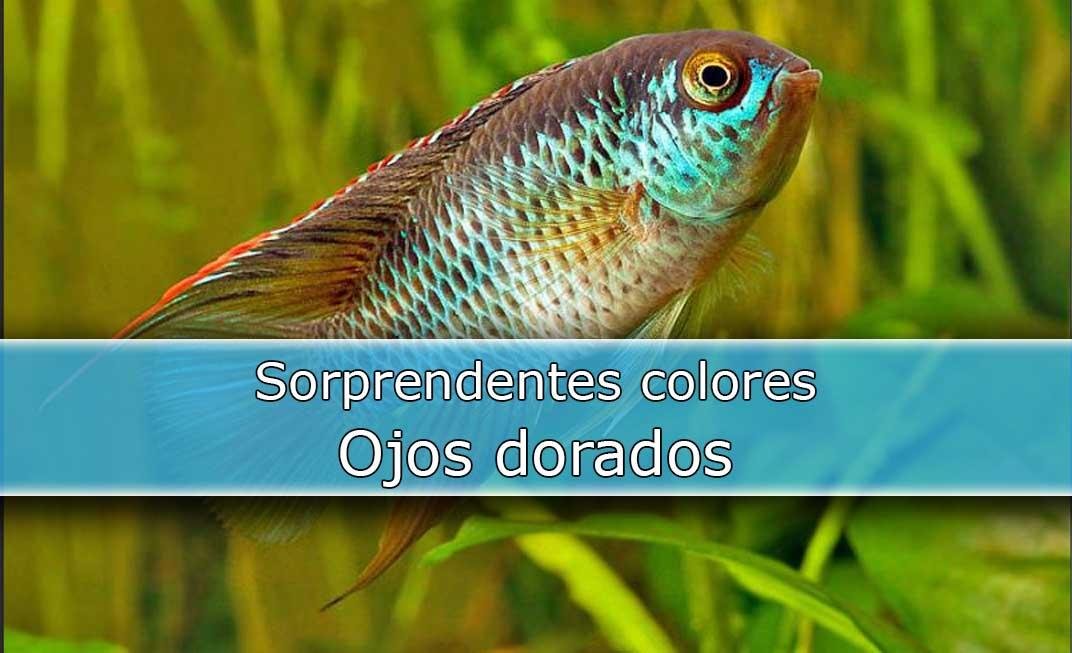 Ojos dorados, Nannacara Anomala