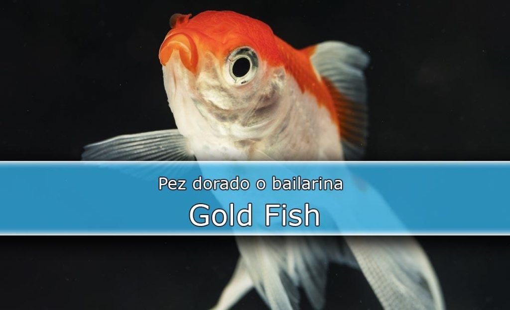 Gold Fish-Pez dorado-bailarina