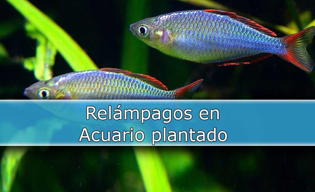 Melanotaenia Praecox el relámpago azul