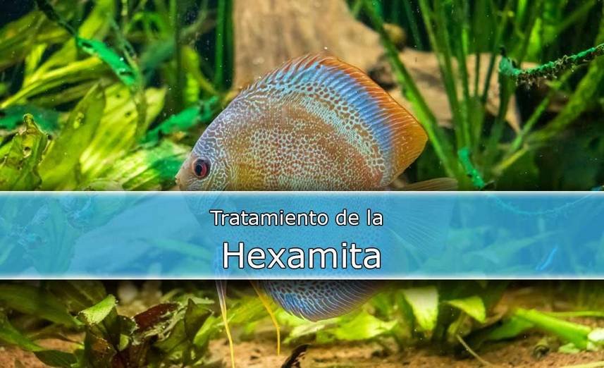 El mejor tratamiento para los hongos y bacterias