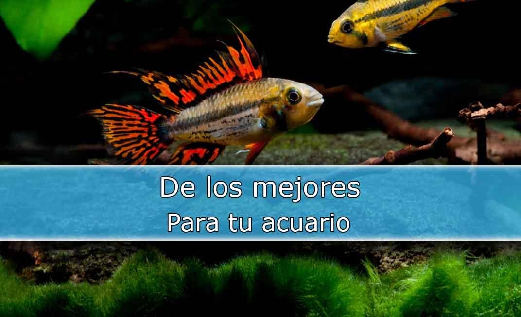 Apistogramma Cacatuoides, fácil de criar