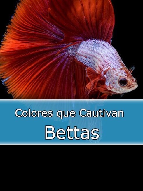 Bettas-Freepic-Jcom-2