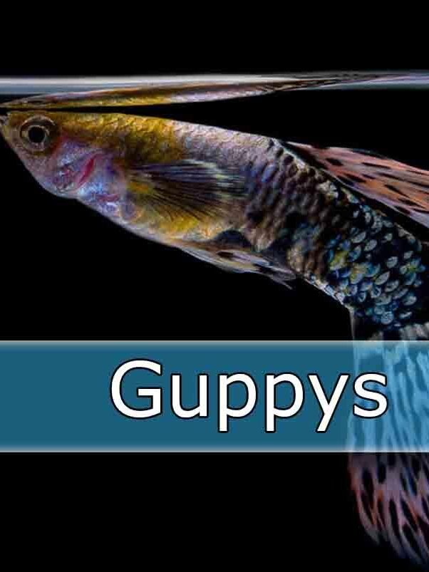 guppys-peces de agua dulce