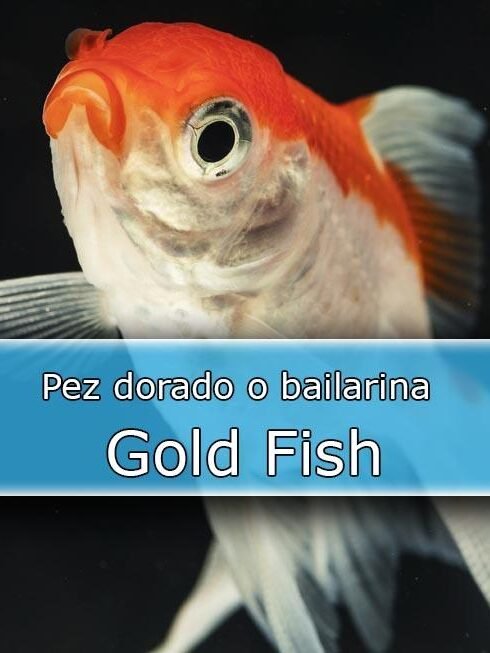 Gold Fish-Pez dorado-bailarina