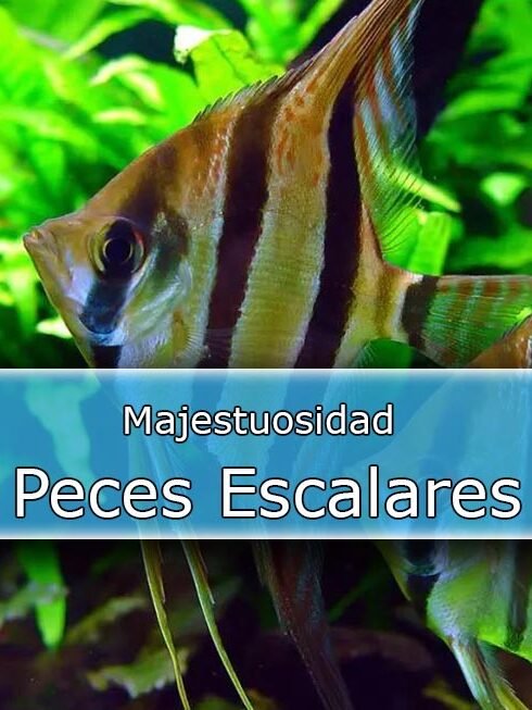 Escalares-nascapers