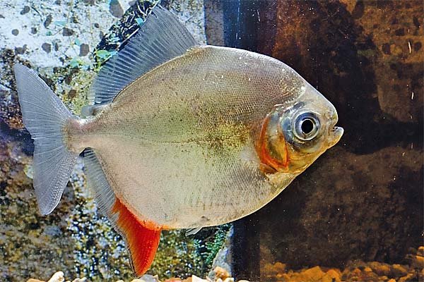 Pez Myloplus rubripinnis en acuario, de cuerpo ovalado plateado y aletas rojizas distintivas.