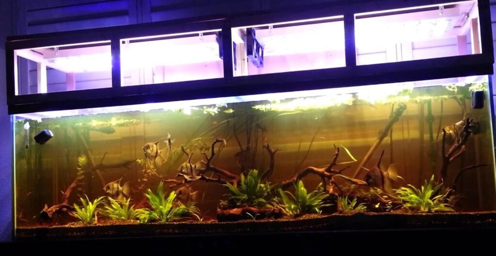 Acuario amazónico de gran tamaño con iluminación LED, troncos decorativos y vegetación sumergida, ideal para peces como el Myloplus rubripinnis.