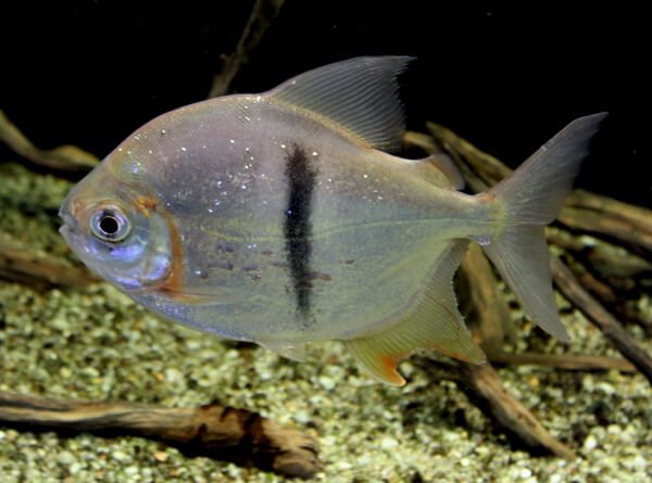Pez tropical de agua dulce con cuerpo plateado y una banda negra distintiva, nadando en un acuario con fondo de arena y troncos.
