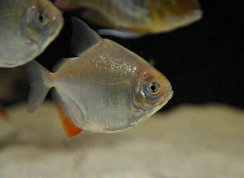 Pez gancho rojo (Myloplus rubripinnis) nadando en un acuario, con cuerpo plateado y aletas inferiores de color rojo intenso.
