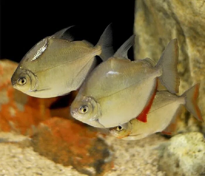Grupo de peces gancho rojo (Myloplus rubripinnis) nadando en un acuario con fondo arenoso y decoraciones naturales.