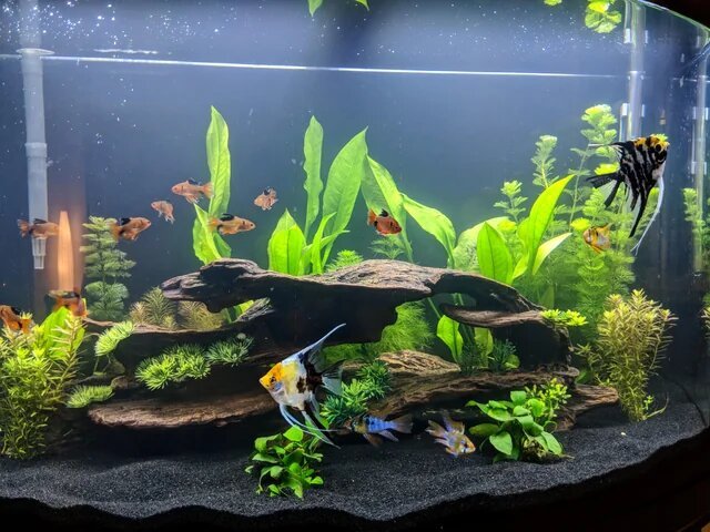 Acuario comunitario con peces tropicales, plantas naturales y troncos decorativos, adecuado para especies como el pez gancho rojo.