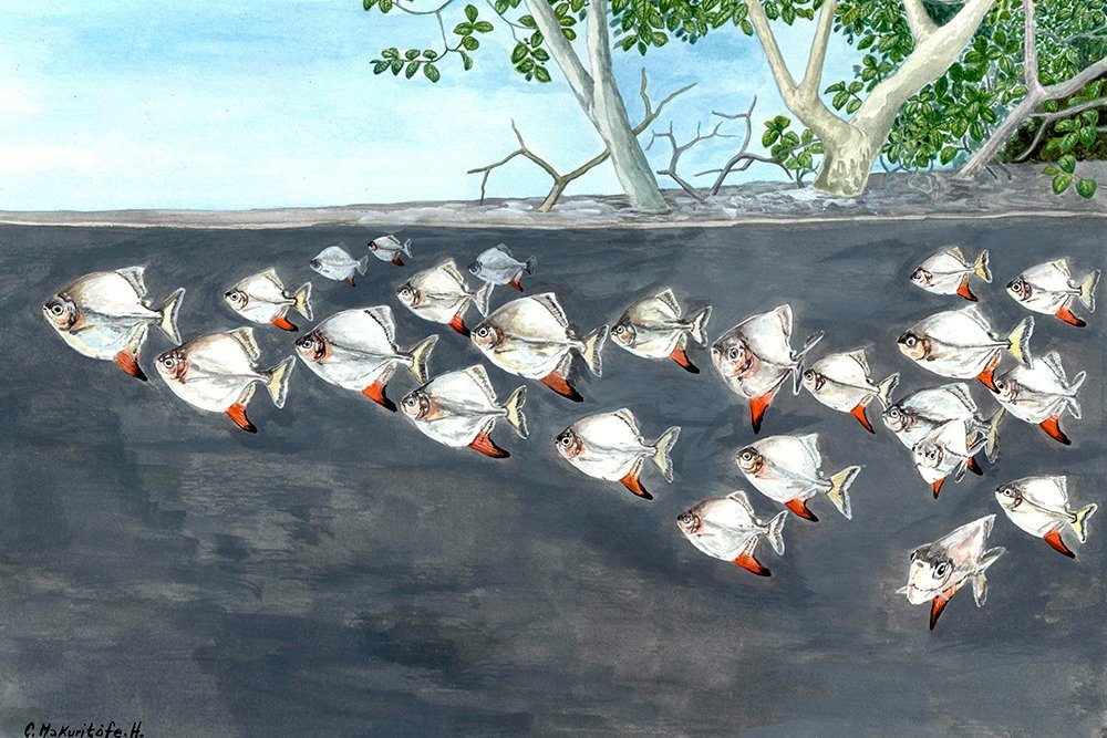 Ilustración titulada "La Subienda" de Confucio Hernández, que muestra un banco de peces gancho rojo (Myloplus rubripinnis) nadando en un río amazónico cerca de un manglar.