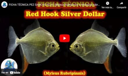 Aprende Rápidamente sobre los Cuidados del Gancho Rojo